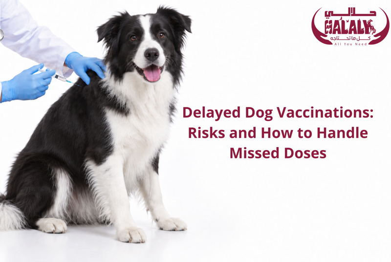 Delayed Dog Vaccinations: Risks and How to Handle Missed Doses